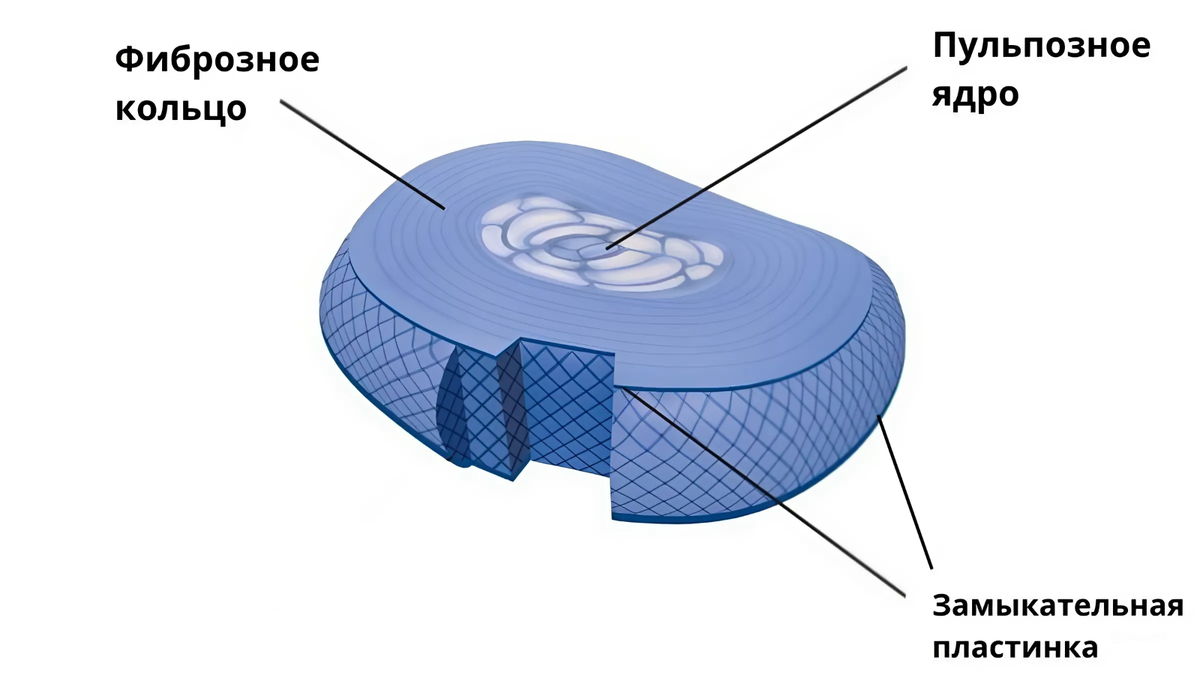 «фиброзное